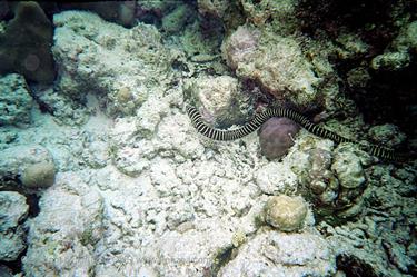 Meedhupparu 2004 Unterwasser-Fotos,_833_23A B_478